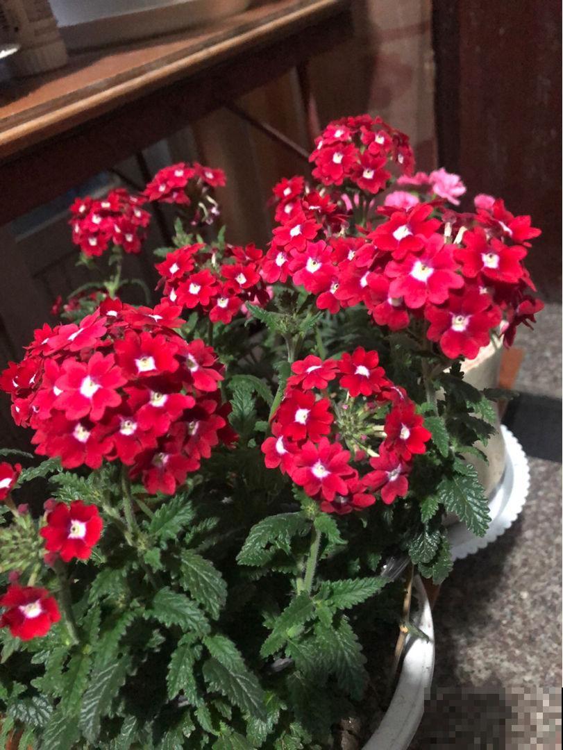 适合秋天养殖的10种花，数数你家有几盆