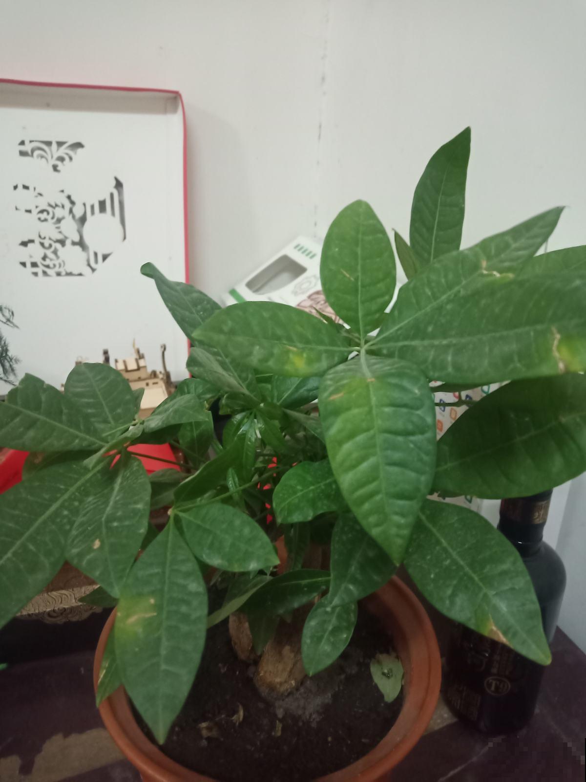 冬天养护发财树,3个小妙招学不会,烂根黑腐没商量 冬天养护发财树,3个小妙招学不会,烂根黑腐没商量