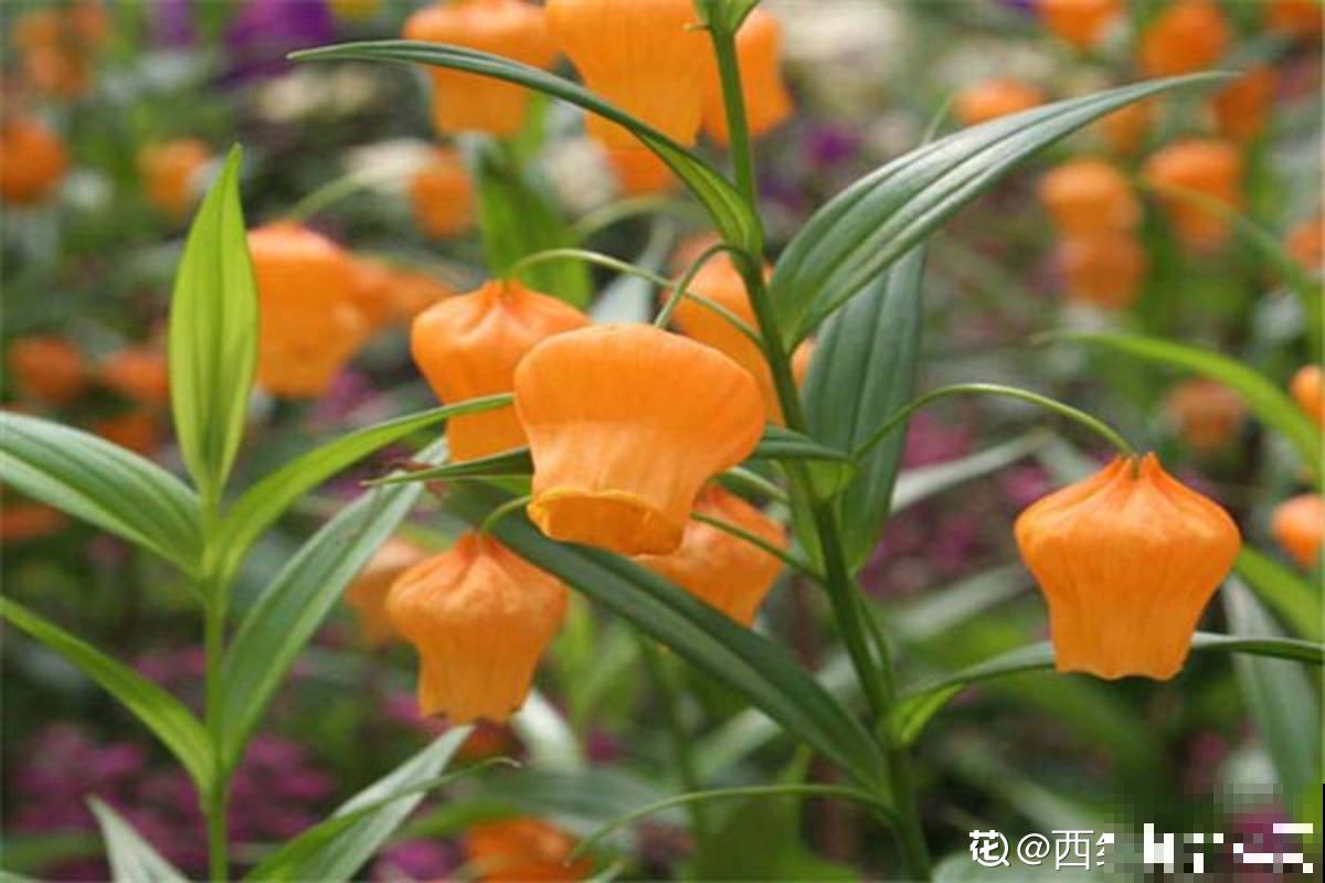 1种花号称花中的“爱马仕”,数量极少,开花气质高雅有格调 1种花号称花中的“爱马仕”,数量极少,开花气质高雅有格调