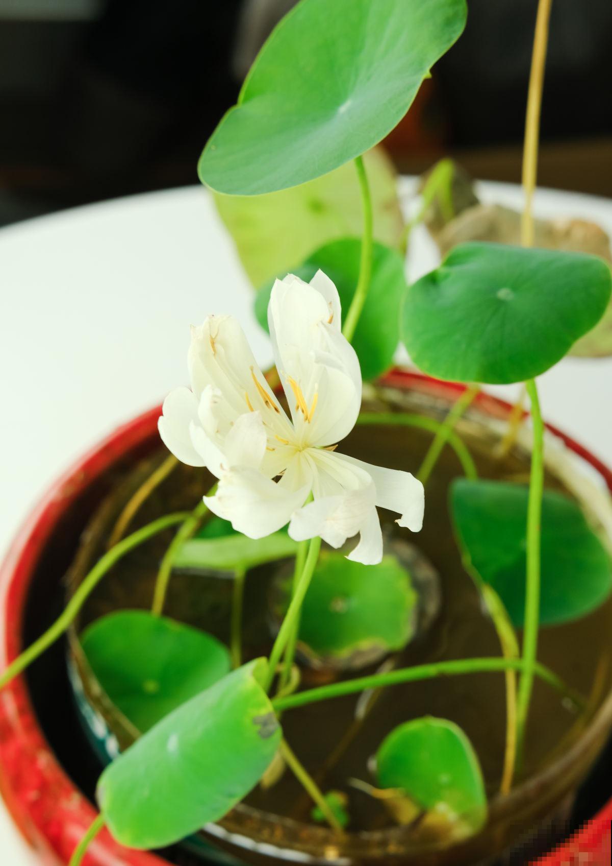 1种荷花能养在碗里,堪称莲花的微型版本,资深老花农都知道 1种荷花能养在碗里,堪称莲花的微型版本,资深老花农都知道