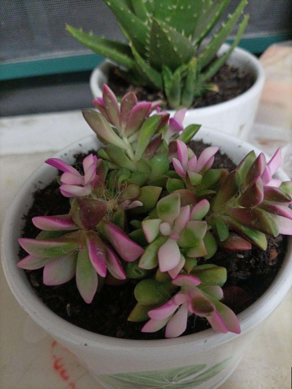 秋后是多肉上色最佳时间，分享2个技巧，多肉颜色红的像火