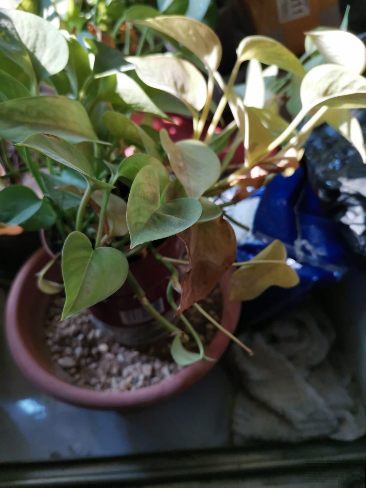 绿萝总是不长个儿，学会3个要点，养成瀑布很简单