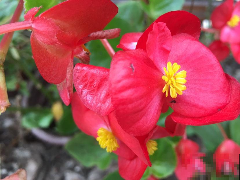 8种花红得像火，一看就特吉祥，养家里红红火火真喜庆