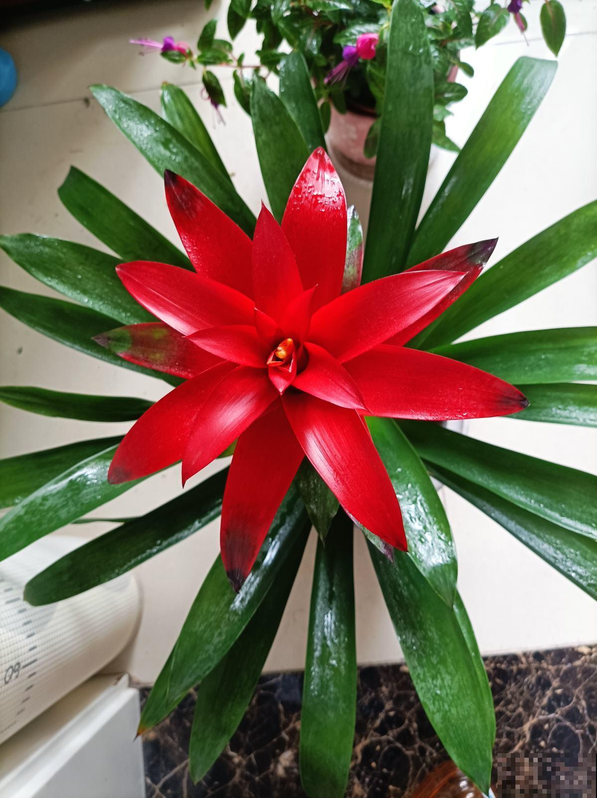 8种招财花，年底养家里，招财进宝有好兆头