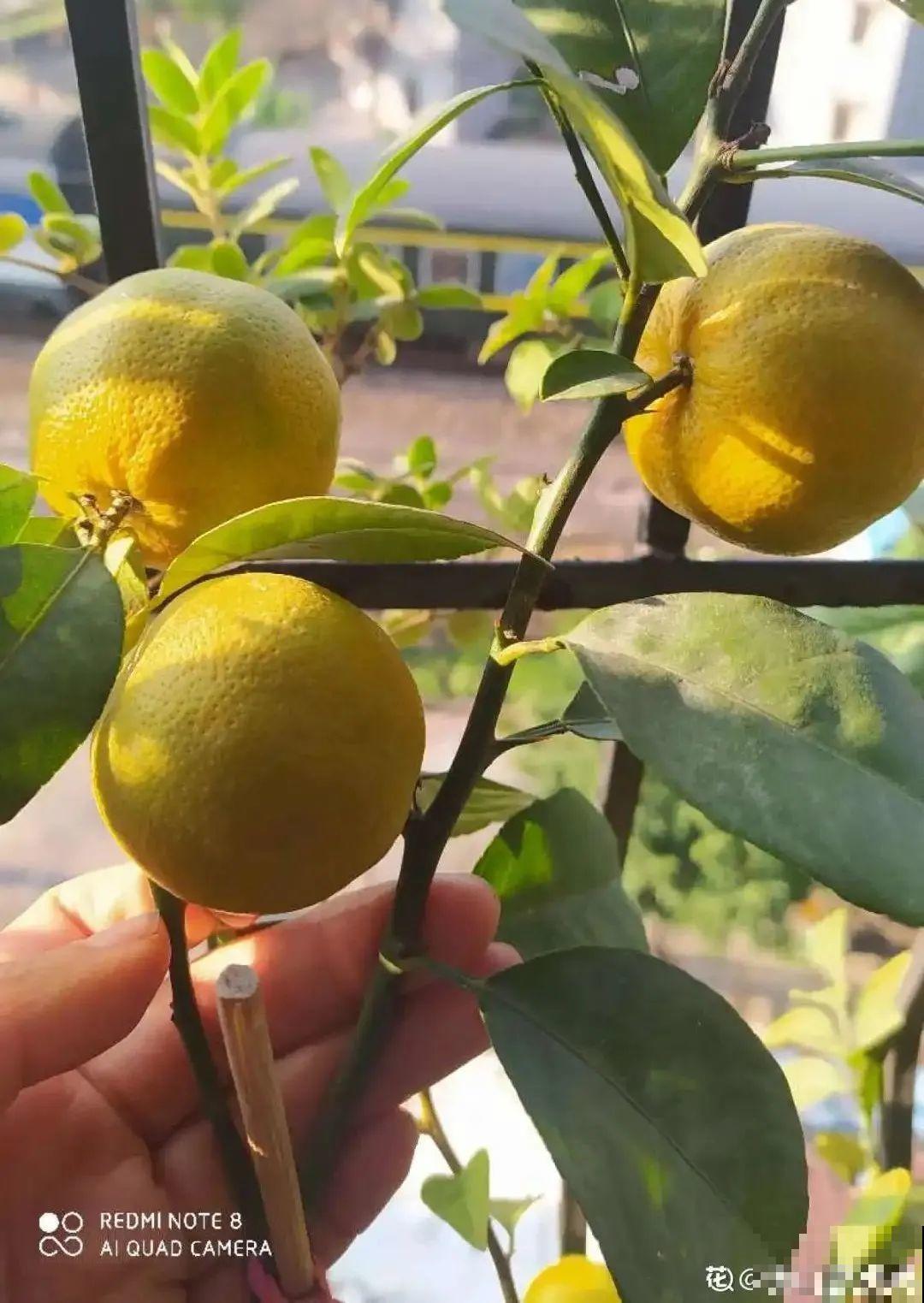 6种植物挂满果子,喜庆热闹,半年都不掉 6种植物挂满果子,喜庆热闹,半年都不掉