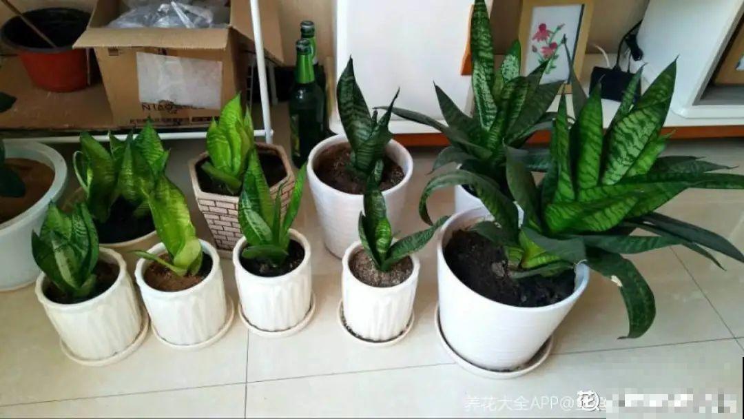 温度低于8度,8种花断水、断肥,明年开花更多 温度低于8度,8种花断水、断肥,明年开花更多