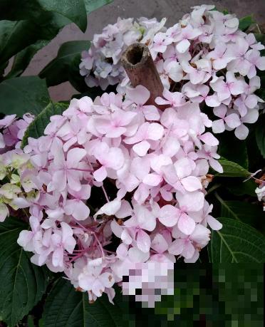 9种花，最适合送人，秋天送不要太合适