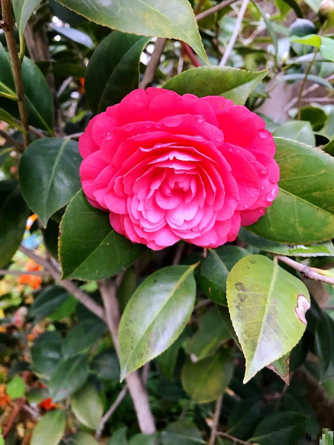 北方养花太难了！越冬难，浇水也麻烦，关键是养一盆死一盆