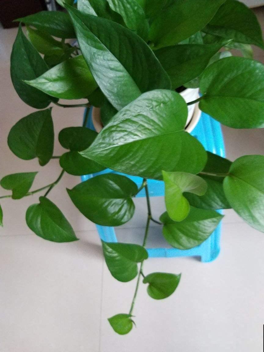 吃完的果皮别丢掉,用水泡泡给花喝点,叶子油亮直反光 吃完的果皮别丢掉,用水泡泡给花喝点,叶子油亮直反光