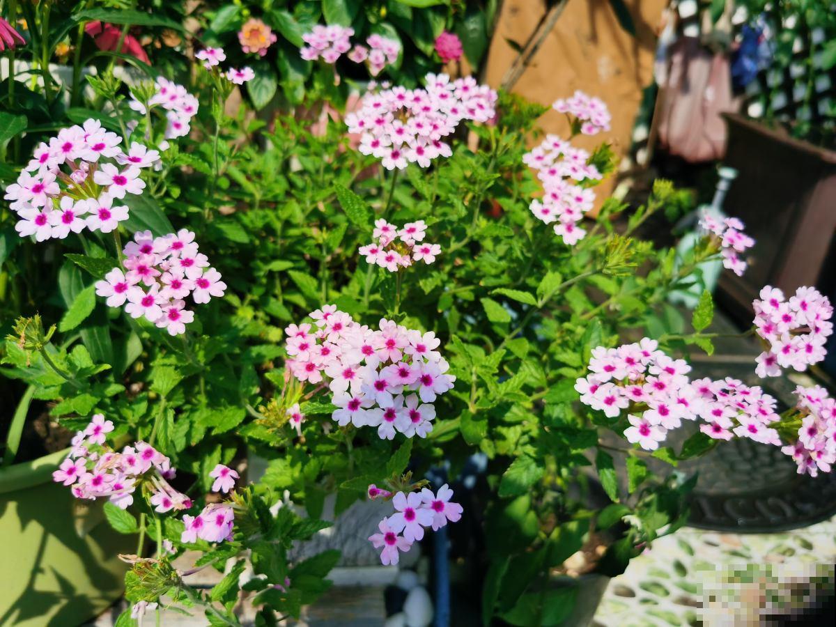 四季开花的植物，阳台养一盆就变“小花园”，花期“超长待机”