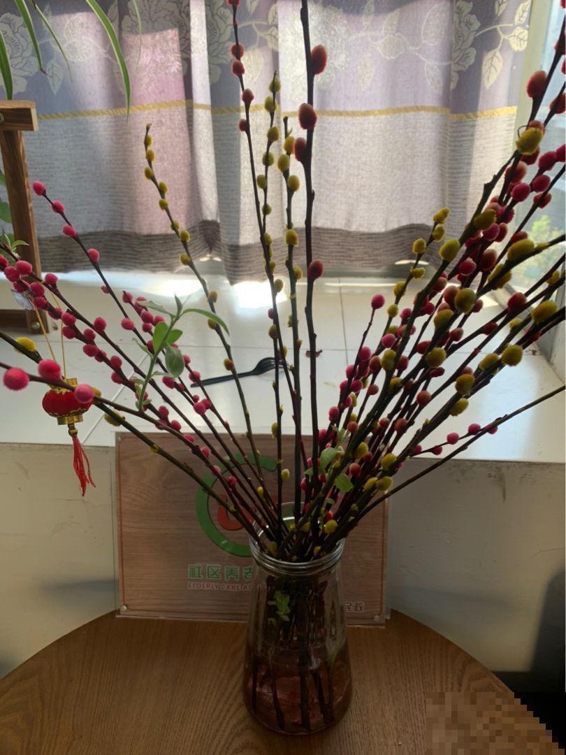 当之无愧的旺财花,花市买一把,能养好几年 当之无愧的旺财花,花市买一把,能养好几年