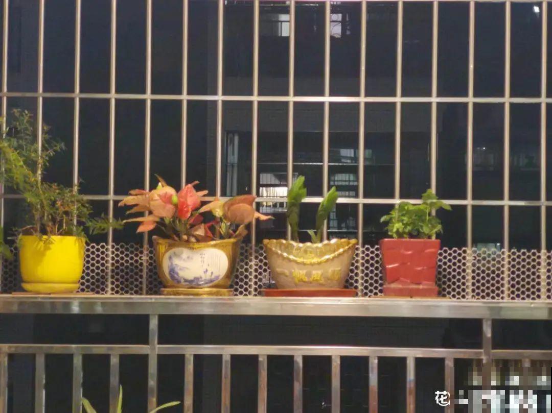 5种花盆,闷根又烂根,一养花就死掉 5种花盆,闷根又烂根,一养花就死掉