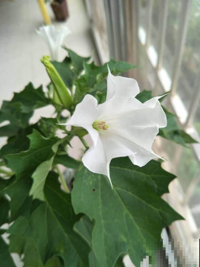 世界上神奇的8种植物，其种1种好似一只猴，令人惊叹