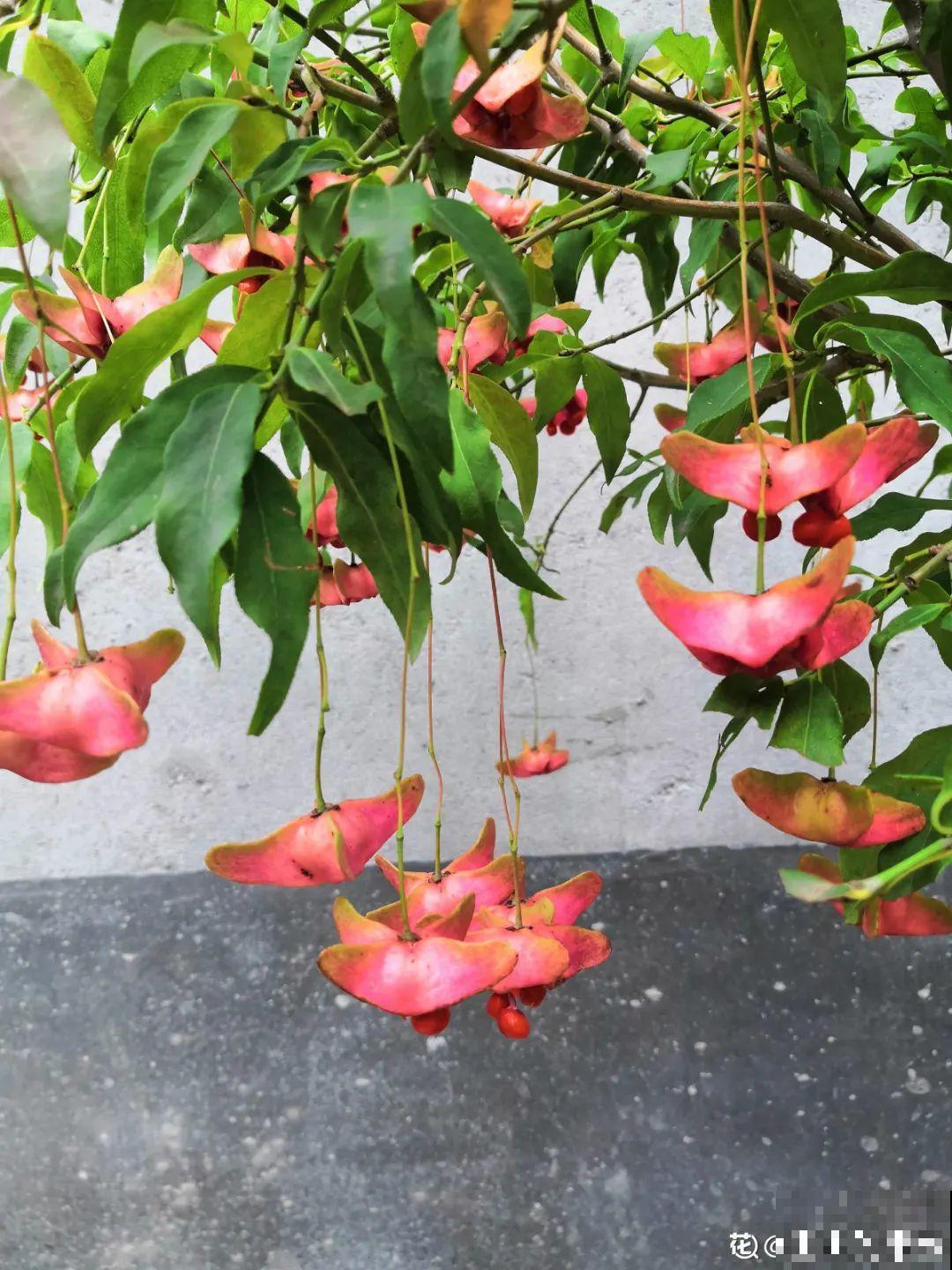 1种花俗称“摇钱树”，满盆长满小元宝，大吉大利，好看吉祥！