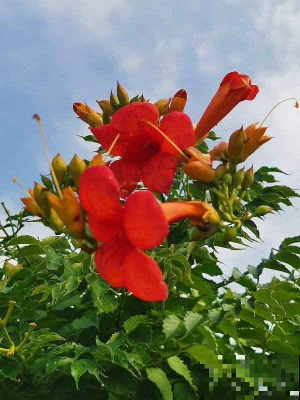 1种花真强悍，40度晒不死，-20度冻不死，北到沈阳南至深圳都能养