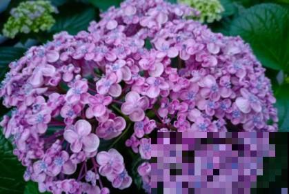 蟹爪兰、长寿花僵苗,必须掐几下,重新换盆养! 蟹爪兰、长寿花僵苗,必须掐几下,重新换盆养!