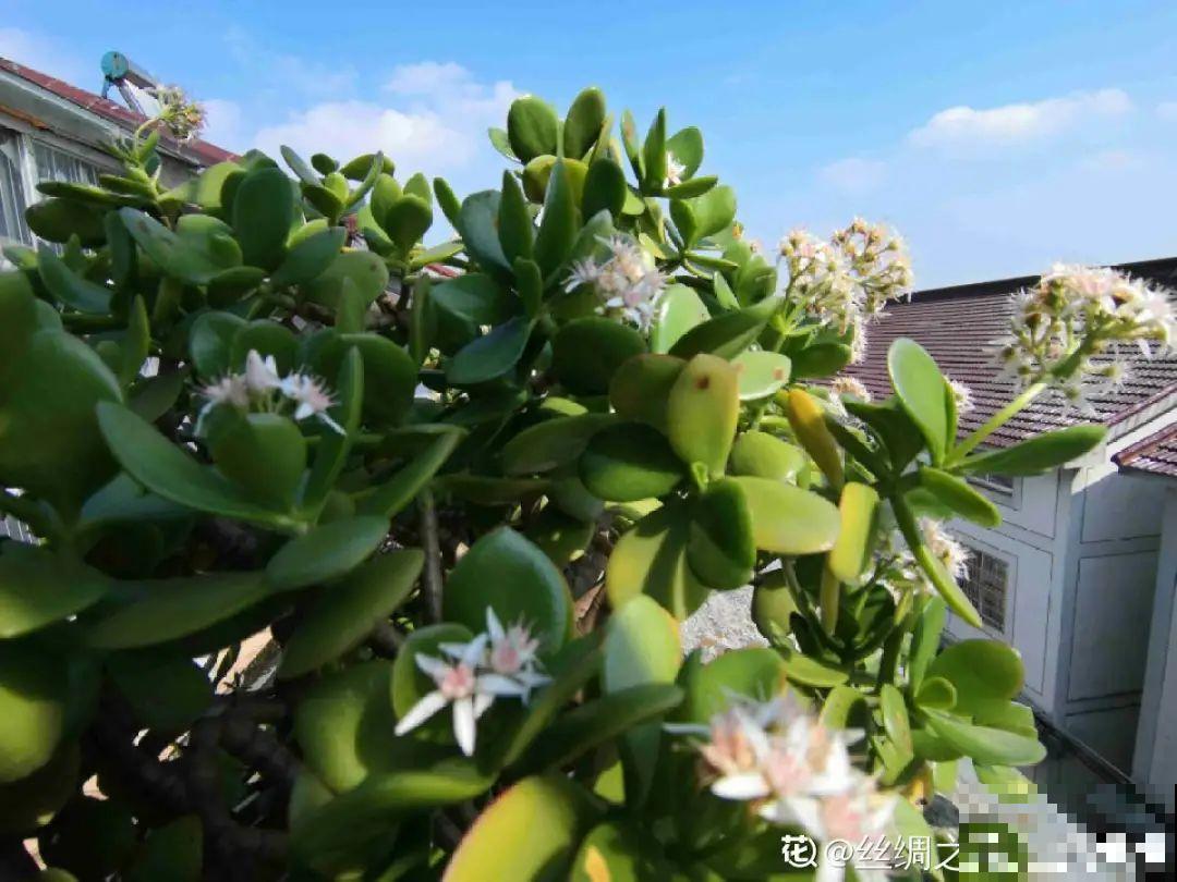 15年的君子兰，今天终于奇迹开花，开花技巧都给你！