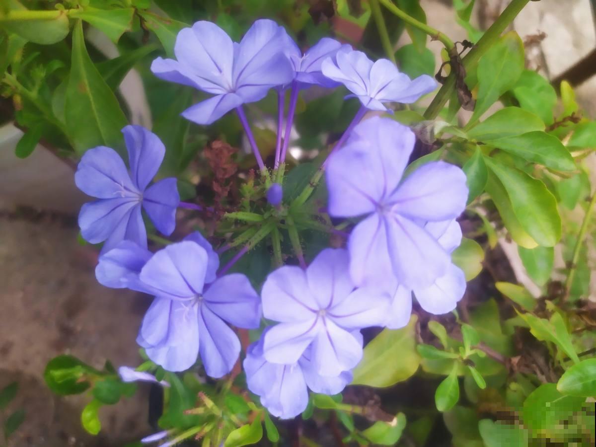 买花也有“潜规则”，教你正确买花，新手小白不容易被骗