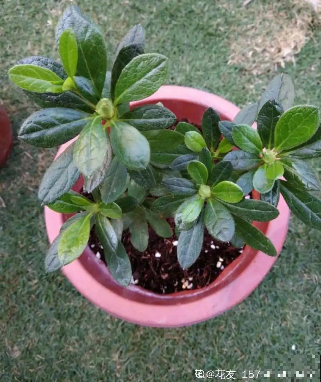 1种花号称“花中西施”，四季皆可开，喜庆又漂亮！