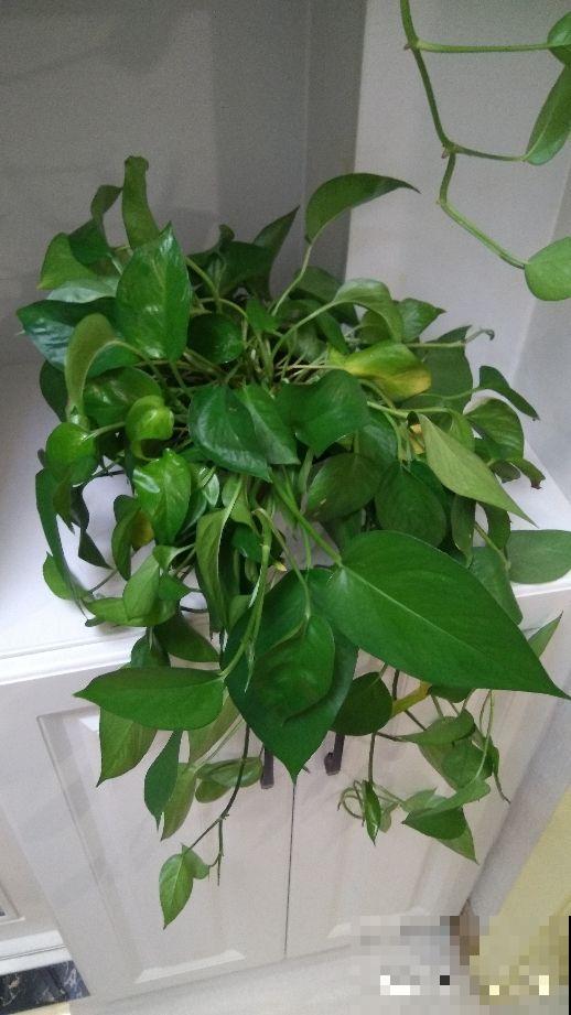 绿萝总是不长个儿，学会3个要点，养成瀑布很简单