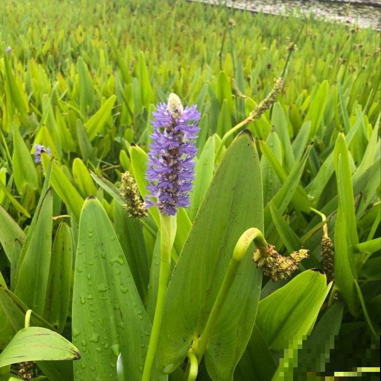 一种蓝紫色的花，神似薰衣草，它的真名没几个人知道