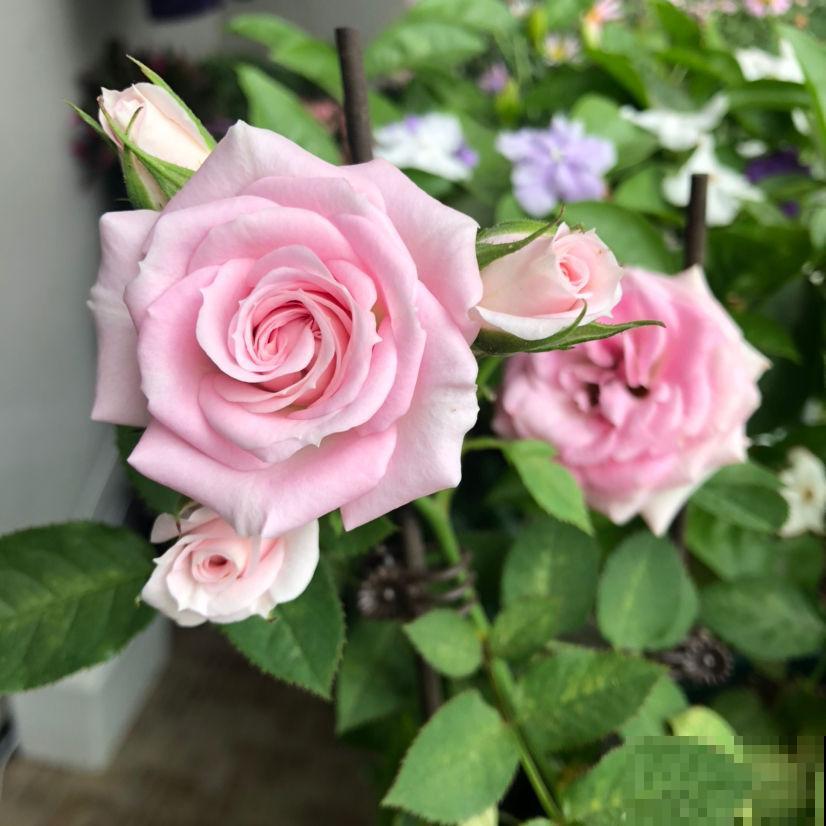 教师节送礼，是恶俗还是心意，全靠自己评判