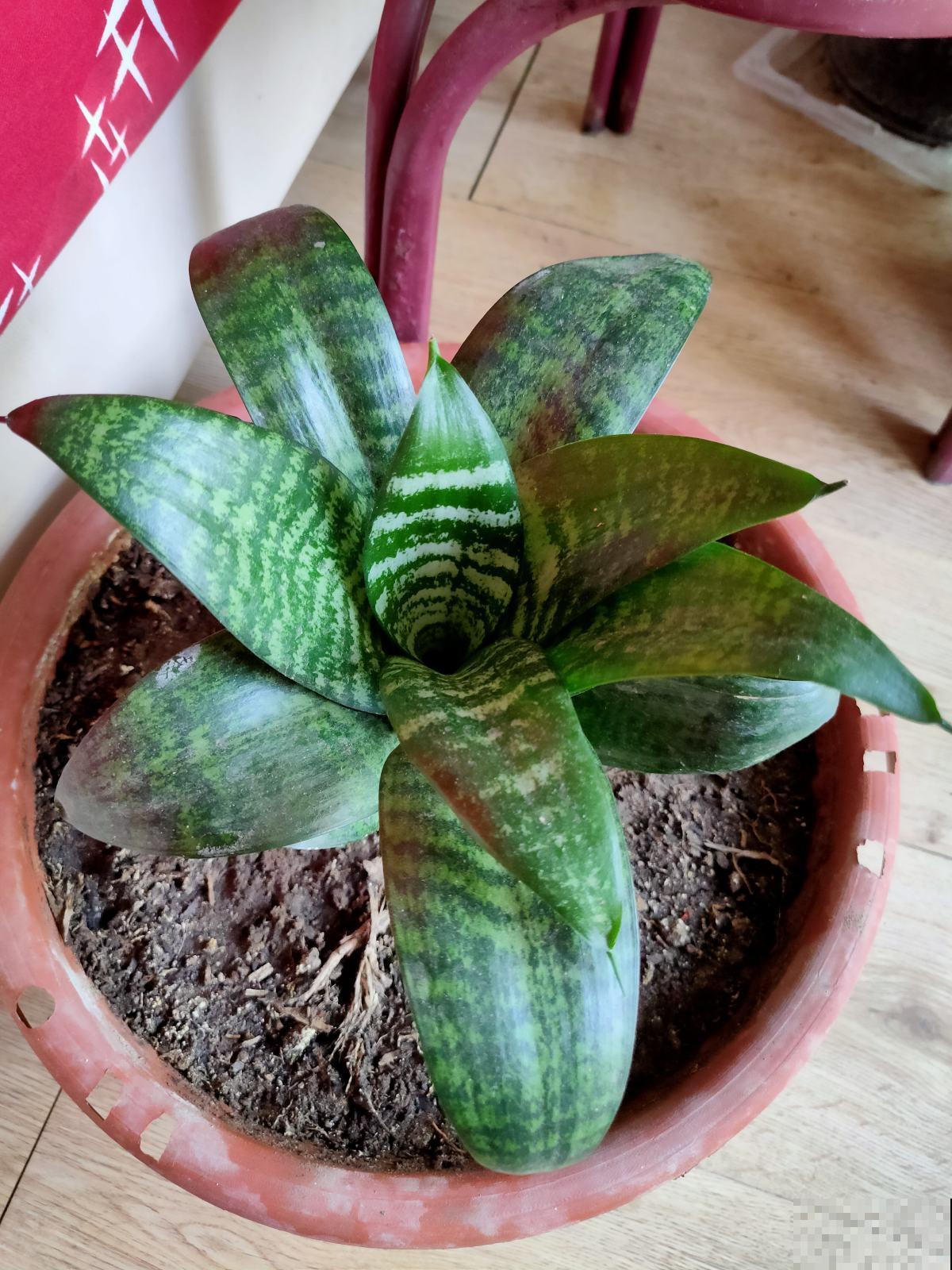 1种花是出了名的“受虐植物”，塞进小盆少浇水，才能长得壮