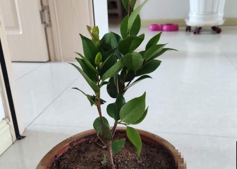 1种花特耐寒,冰天雪地也开花,颜色热闹火红 1种花特耐寒,冰天雪地也开花,颜色热闹火红