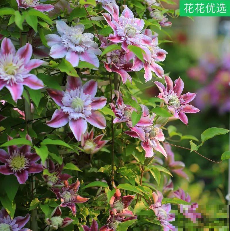 藤本植物的颜值王者,开花成瀑布,-20度冻不死! 藤本植物的颜值王者,开花成瀑布,-20度冻不死!