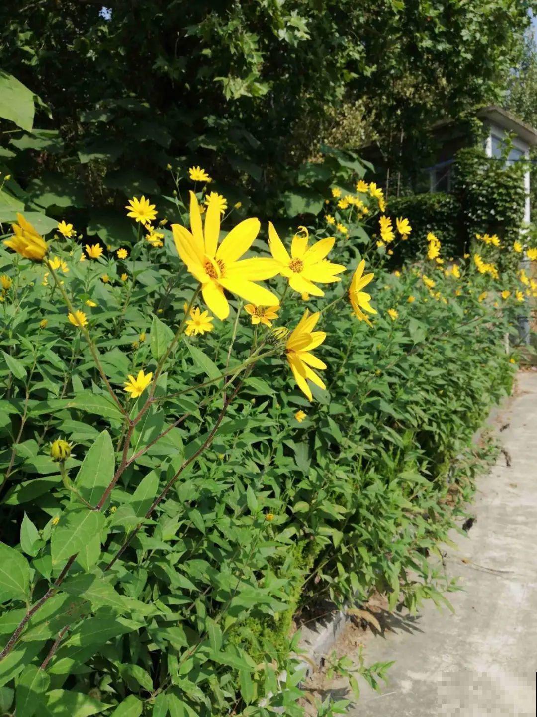 5种花长太快，容易泛滥成灾，千万别随便丢弃