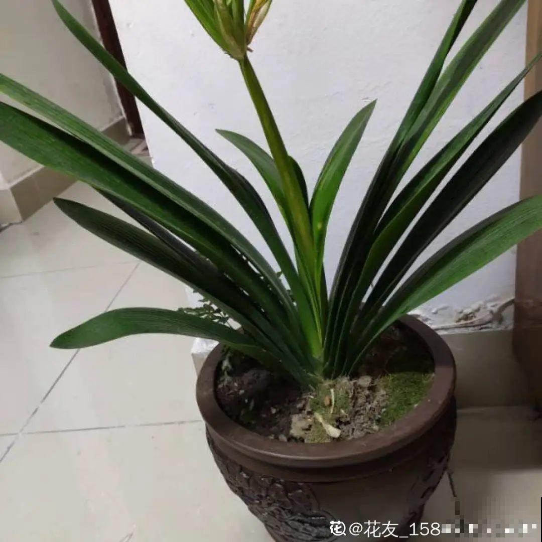 养君子兰就得学会6要点，叶子绿油亮，开花多又大