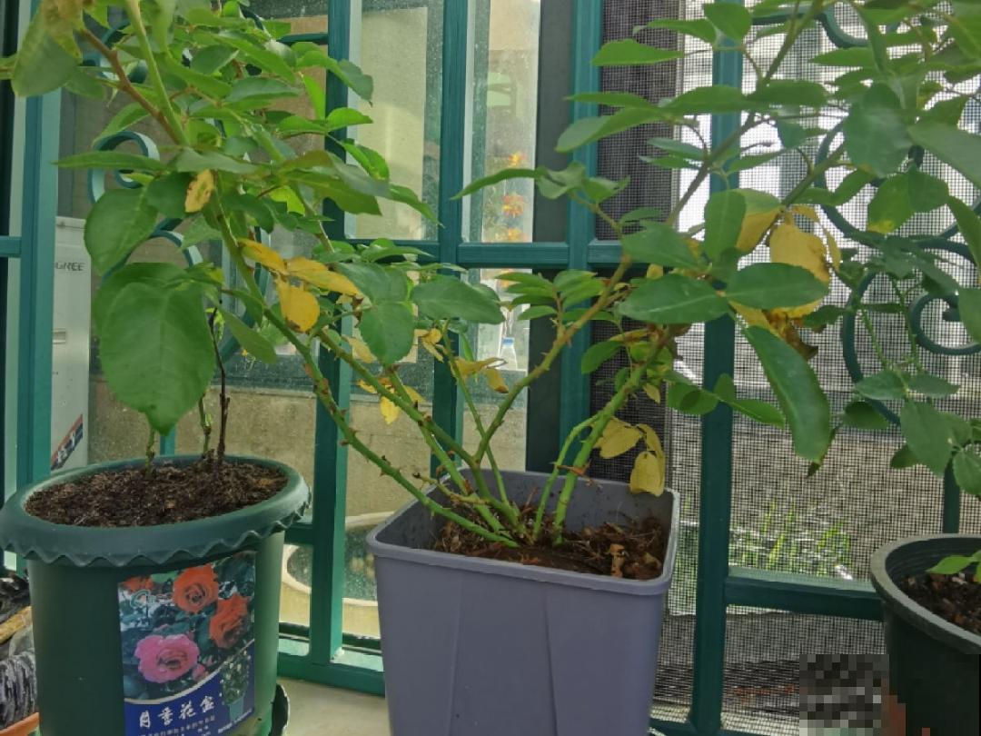 10种花冬天要施肥,不然不开花,而且活不过一年 10种花冬天要施肥,不然不开花,而且活不过一年