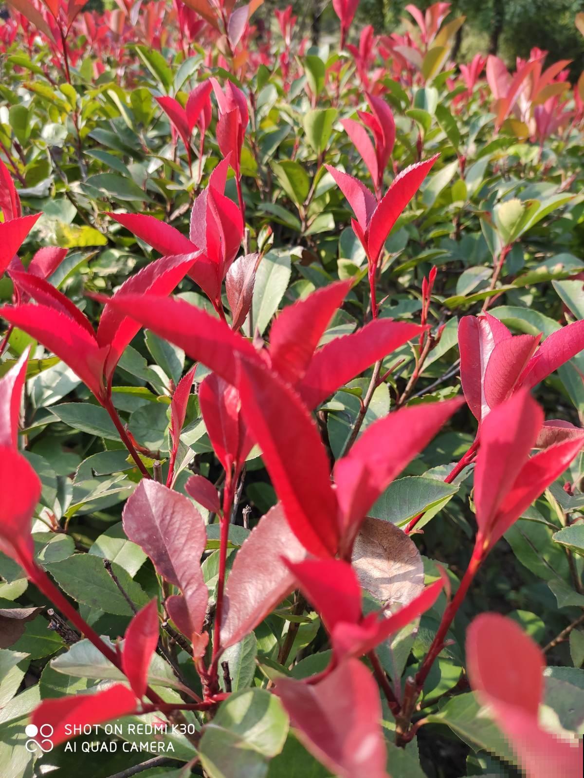 植物有这4个现象，千万别买回家，白花钱还养不活