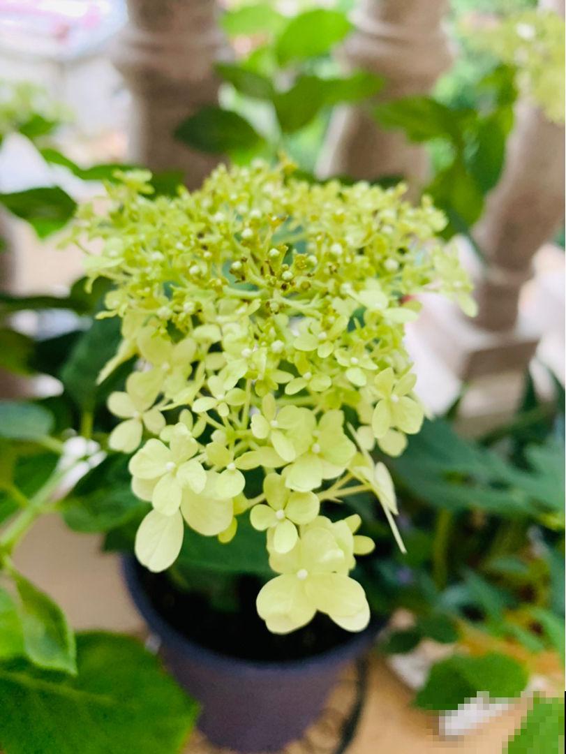 养花离不开施肥，5种常见肥，用对了效果翻倍