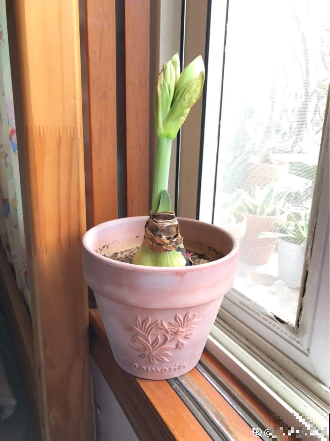 养花大棚倒闭,“贵货花”路边扔了一地,后悔没带个大麻袋 养花大棚倒闭,“贵货花”路边扔了一地,后悔没带个大麻袋