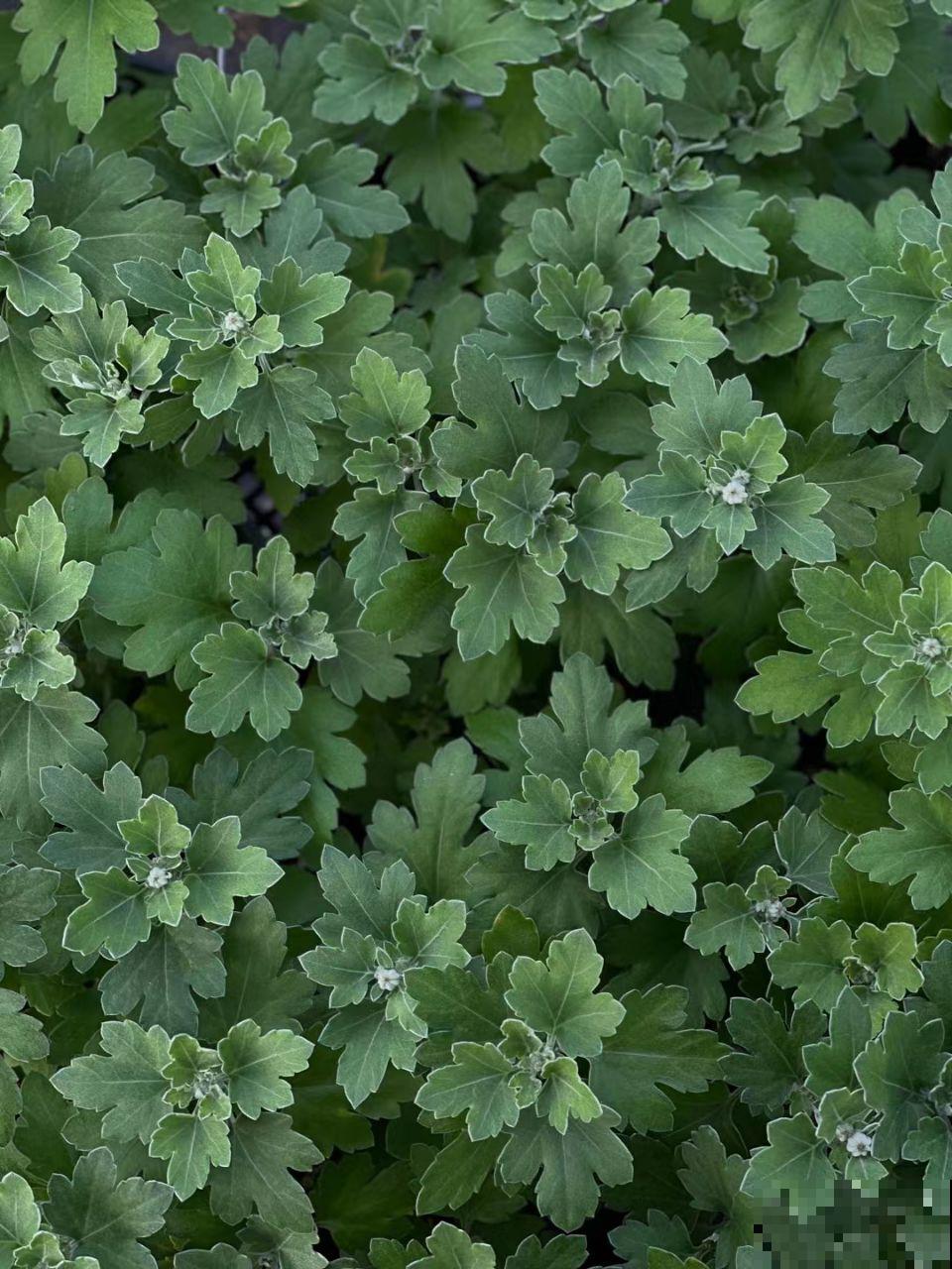 近几年新晋网红花,耐阴耐寒耐热,四季都能开花 近几年新晋网红花,耐阴耐寒耐热,四季都能开花