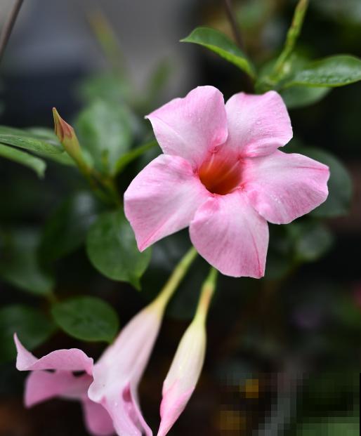 爱“攀爬”的4种花,开花节节高,家里也能变花园 爱“攀爬”的4种花,开花节节高,家里也能变花园