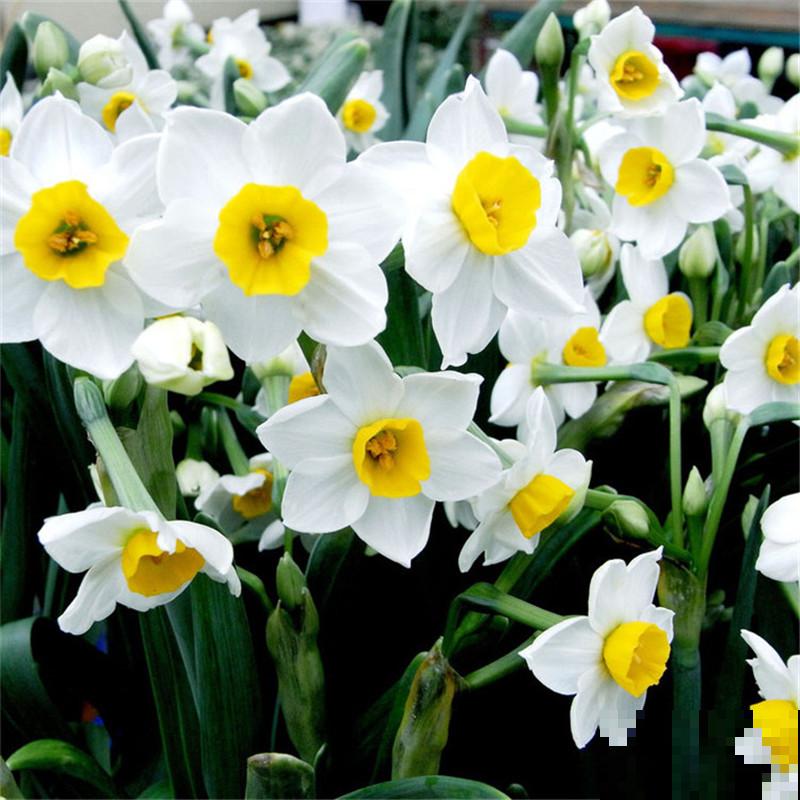 花卉中的“耐寒高手”，零下15度也能开花，东北地区也能养