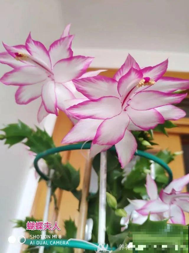 蟹爪兰软趴趴、掉花苞？它有“5怕”，避开后，叶片硬如铁！