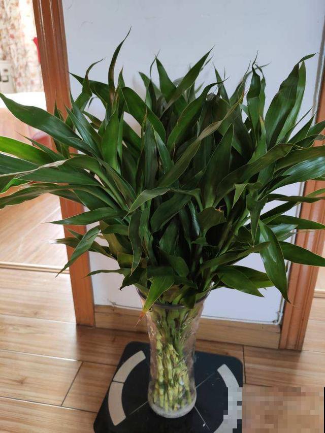 要想生活多贵气,还得养这4种竹,日子越过越好 要想生活多贵气,还得养这4种竹,日子越过越好