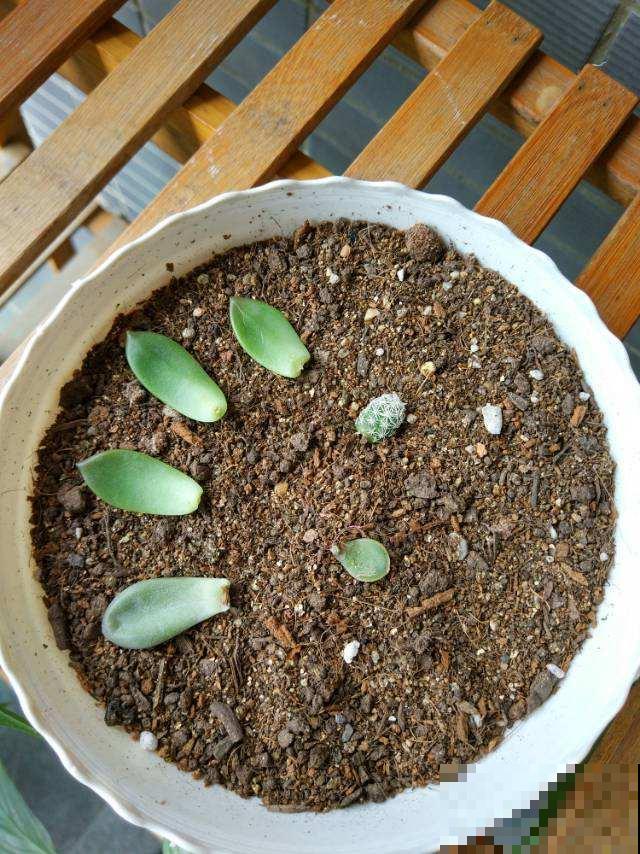 养花别花冤枉钱！配土很关键，4个方法省力又省钱