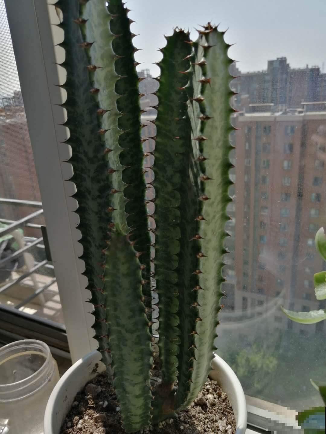 7种“富贵花”比人的寿命还长,养一盆在家里,成为传家宝 7种“富贵花”比人的寿命还长,养一盆在家里,成为传家宝