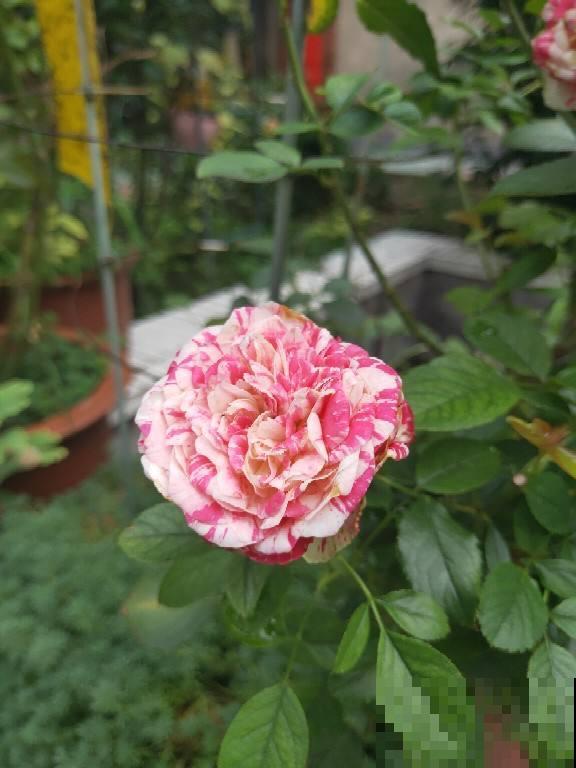 都羡慕南方花卉多，真正养起来才知道多痛苦