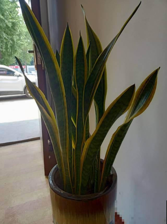 4种花是“天然净化器”,秋冬季节养一盆,净化空气效果好 4种花是“天然净化器”,秋冬季节养一盆,净化空气效果好