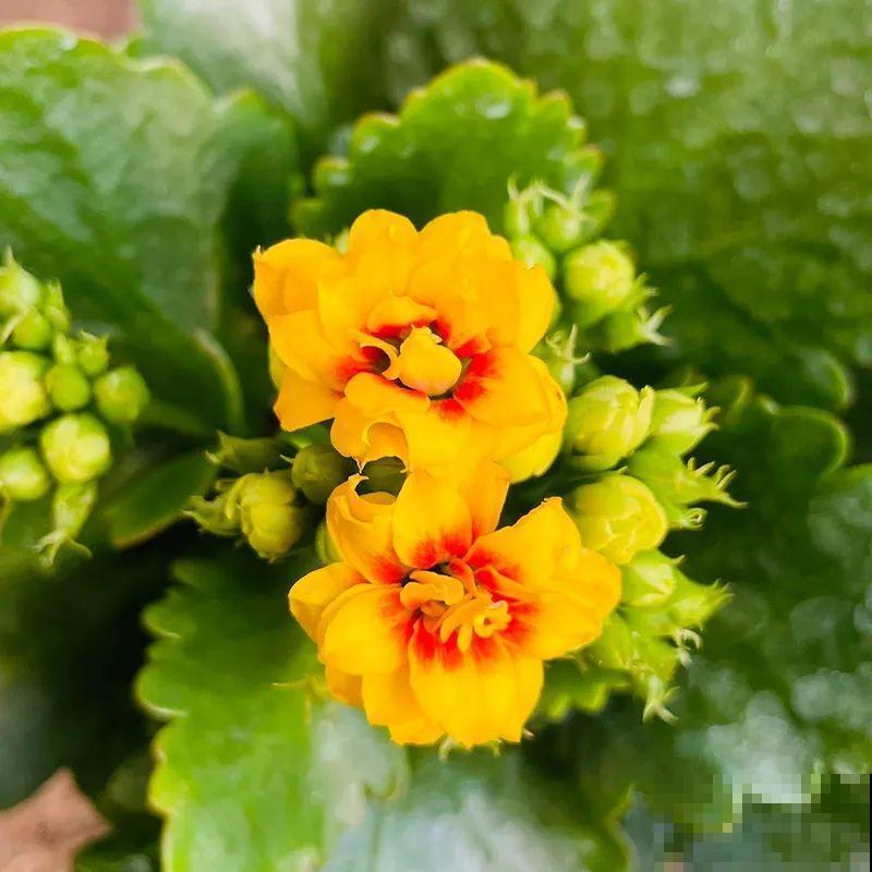 冬天常见的“吉利花”，耐旱皮实花量大，大半年都在开花