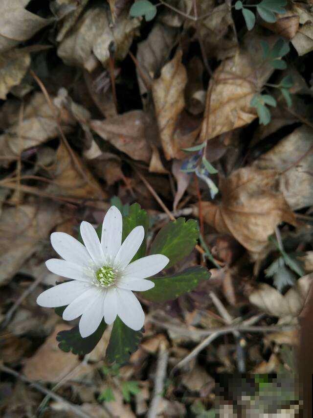 银莲花又被称为“风之花”,能耐寒零下20度,现在种下三月就开花 银莲花又被称为“风之花”,能耐寒零下20度,现在种下三月就开花