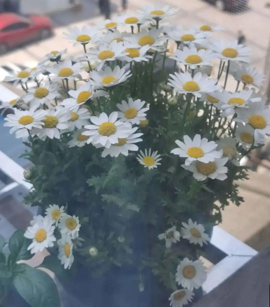 5种小清新菊花，花期长，花量大，秋天值得入手！