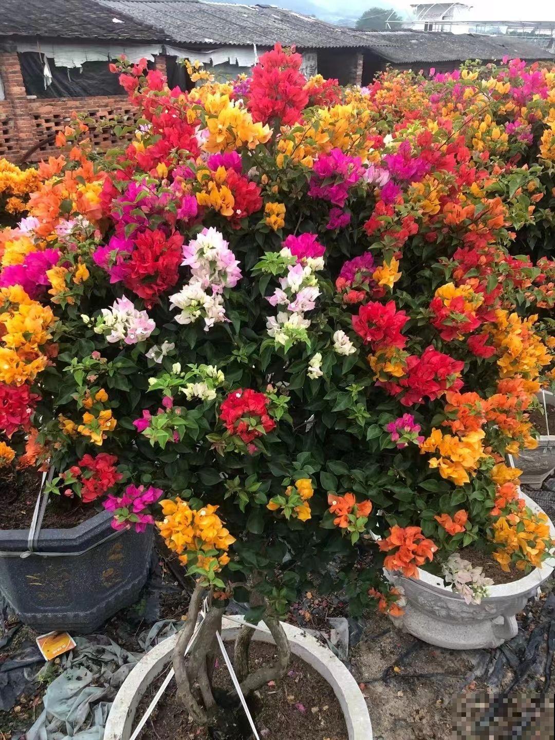 三角梅不开花如何解决,牢记三大要点,春天花开满树 三角梅不开花如何解决,牢记三大要点,春天花开满树