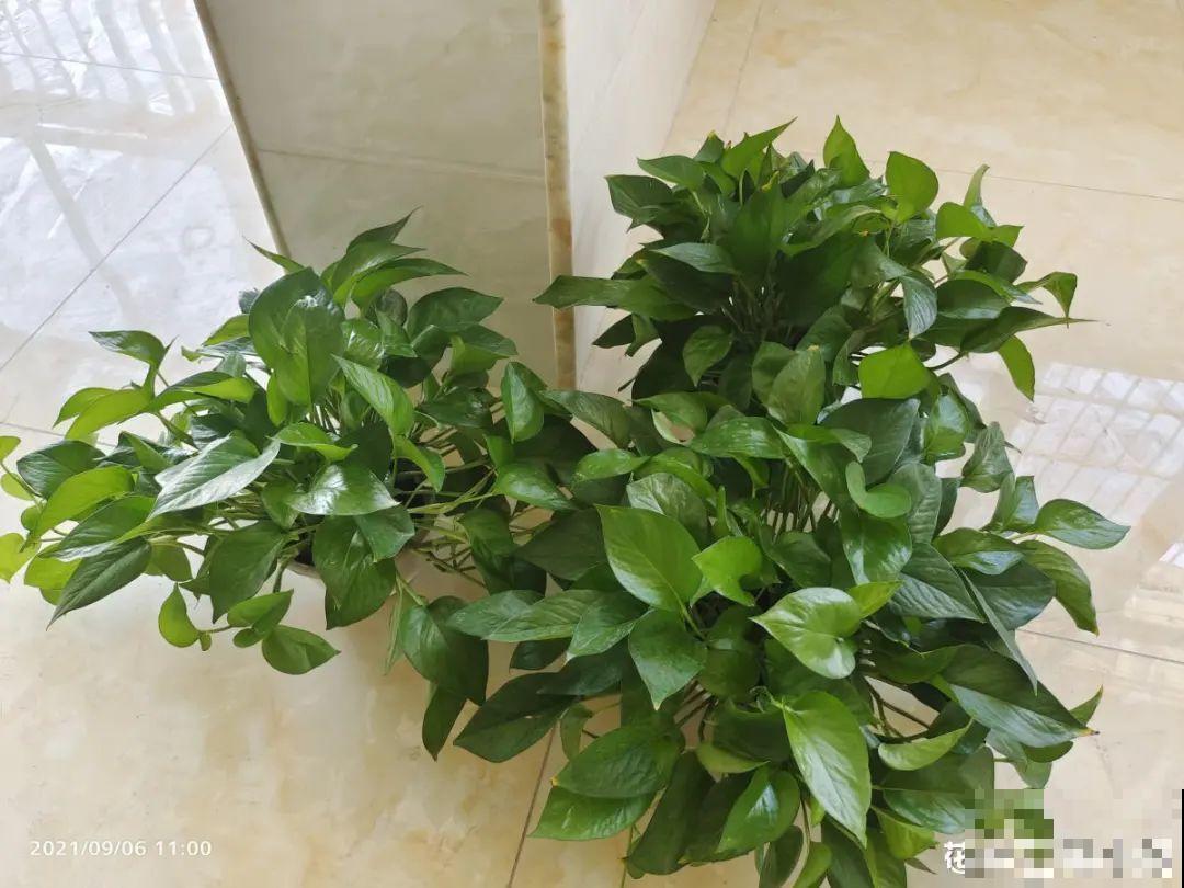 6种花好养活，超适合新手，养护看这篇就够了