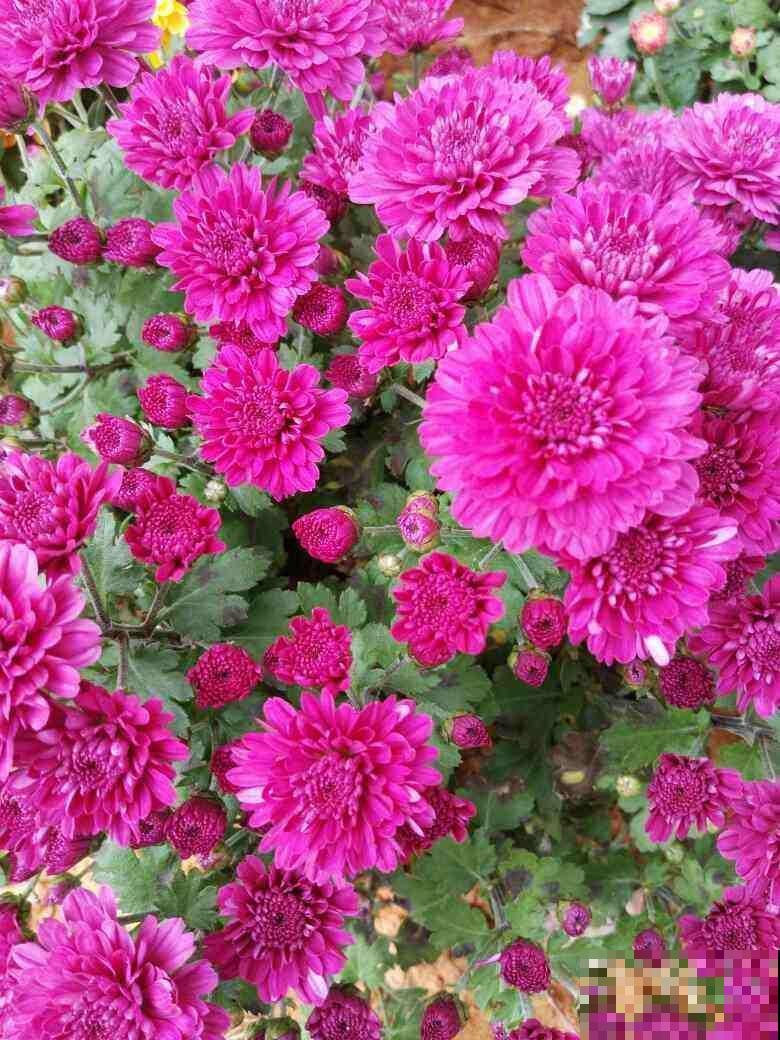 找准你的生辰花,12个月各不同,根据生日选你的幸运花 找准你的生辰花,12个月各不同,根据生日选你的幸运花